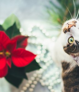 Discover common holiday hazards for pets, how to host visiting animals safely, and why planning ahead can protect your furry family members during the festive season.