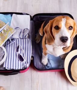 Learn how to travel safely with your pet this summer, from proper vehicle restraints to heat protection.